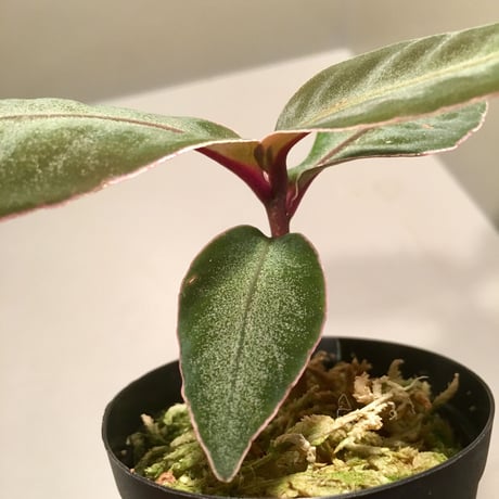 Ardisia malouiana from Sanggau Kalimantan