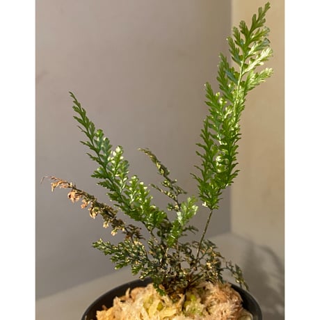 Cephalomanes obscurum (オニホラゴケ) from Okinawa Japan (沖縄本島産) ①