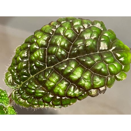 Pearcea rugosissima from Ecuador