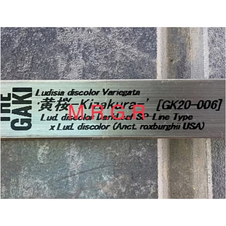 Ludisia discolor Variegata '黄桜-Kizakura-' [GK20-006]