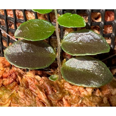 Marcgravia sp. "Azreal"