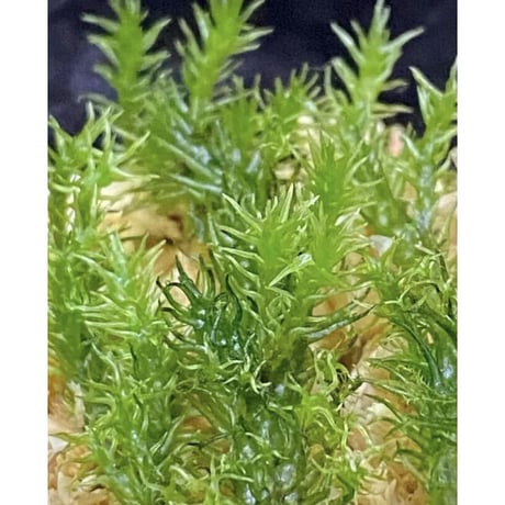 Moss "Sumatra utara" Sumatra [TB]