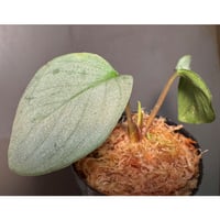 Homalomena "鯖×月" [LA-hyb.22-04]