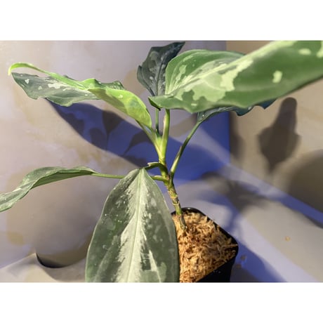 Aglaonema pictum A "しるば〜らいん" from Aceh sumatera [LA0315-4j]