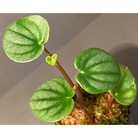 Peperomia sp. from Colombia [tanakay]