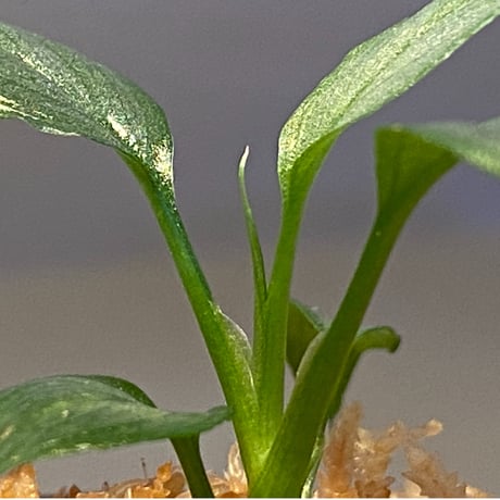 Homalomena sp. White leaf from "Pendang" Kal tengah [TB]