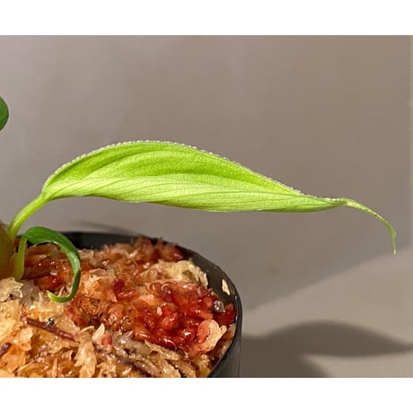 Homalomena sp. "蛟" from Sumatera Utara [LA0318-02]