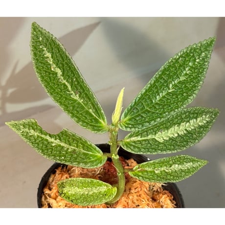Elatostema sp. from Kapuas hulu West Kalimantan