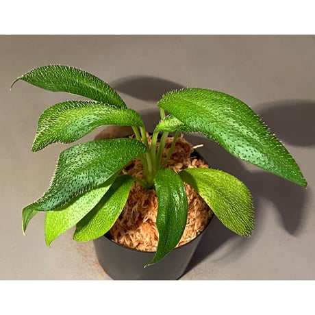 Homalomena hasei "狐尾" from Aceh sumatera [LA0214-4]