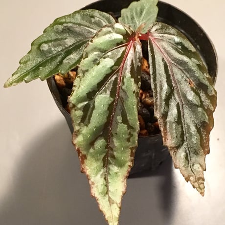 Begonia sp. from Sarawak