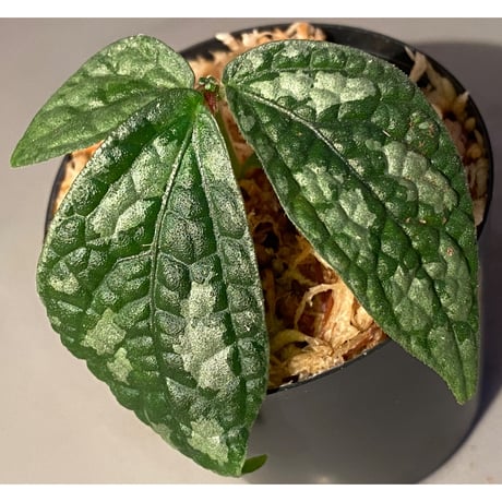 Elatostema sp. (Sri Lanka?)