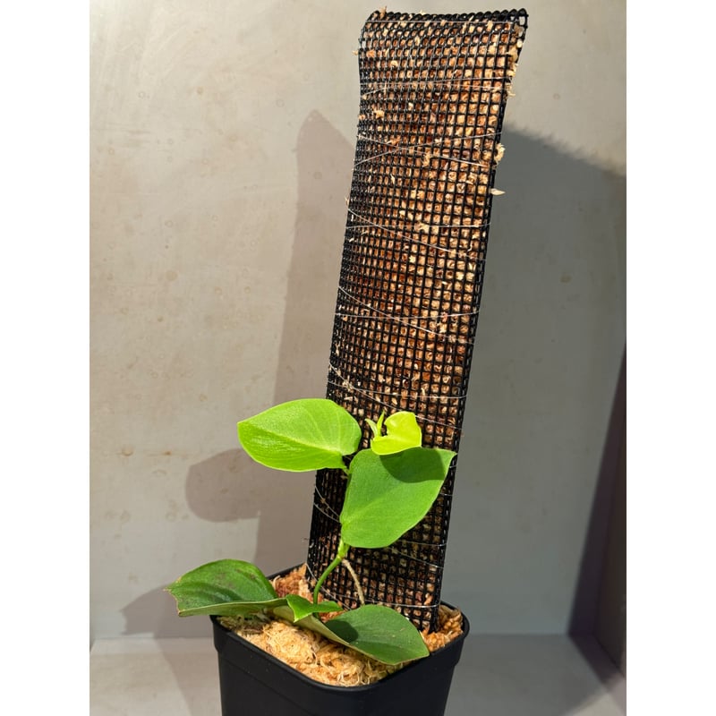 Philodendron sp. from Iquitos Peru [tanakay] |