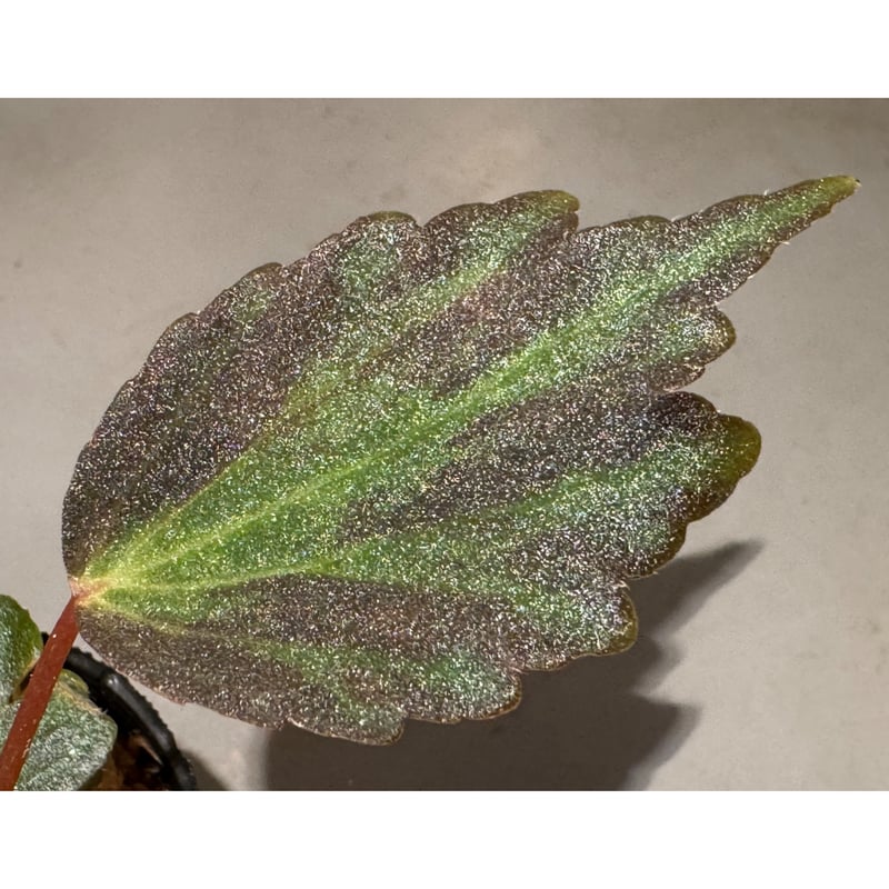Begonia '煉獄-参' [LA hyb.-f1-01] | M・R・G・R