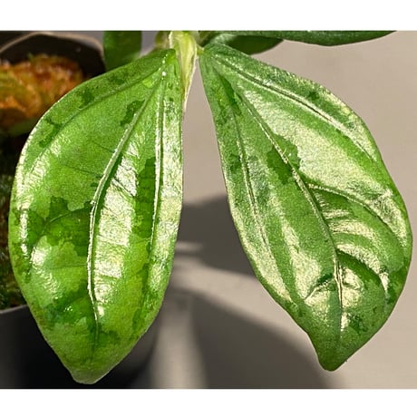 Elatostema sp. from Nopphitam [TK260915]