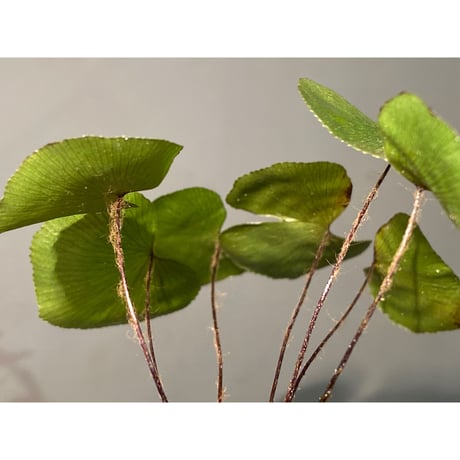 Adiantum reniforme