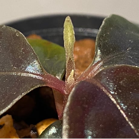 Ardisia sp. from Kayulapis [TB]
