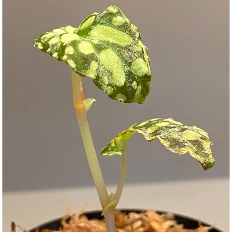 Begonia chlorosticta (Green) from Borneo Sarawak