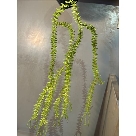 超希少❗️ボリューム大❗️フペルジア✨ 逆さ植えです。ボリュームあり！フペルジア『nummularifolia hyb