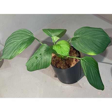 Homalomena sp. "Aceh selatan" Aceh Sumatra [TB]