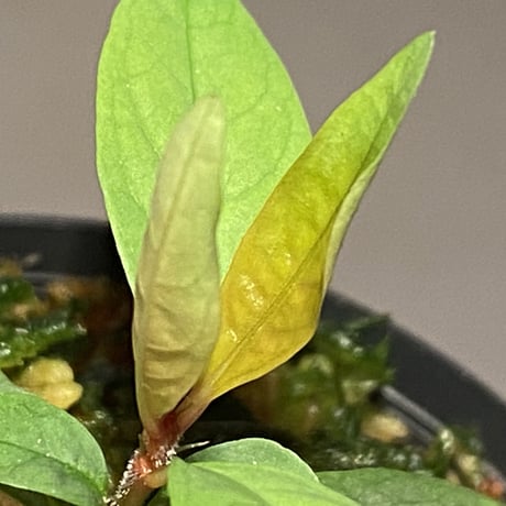 Labisia sp. from "Lebong" Bengkulu [TB]
