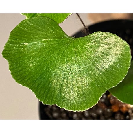 Adiantum reniforme