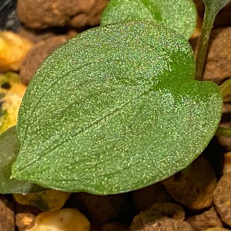 Homalomena sp. from Pulau Lingga