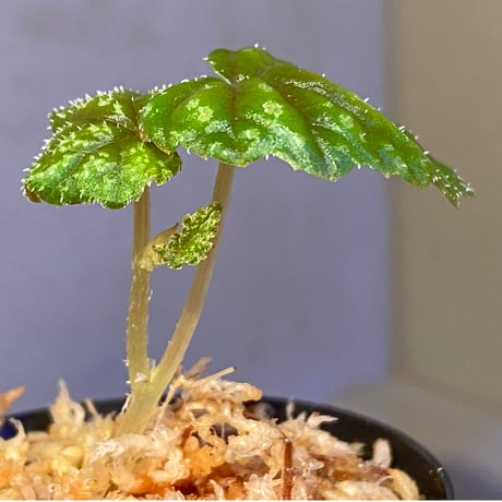 Begonia tenuifolia from Sukasada Bali [S0320-02] 伊藤蟻植物農園