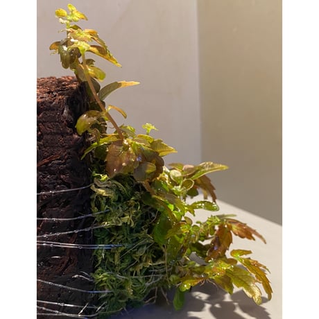 Pilea imparifolia from Iquitos Peru [tanakay]