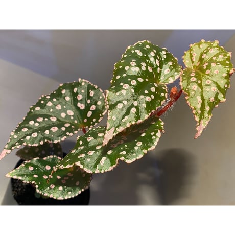 Begonia sp. from Muara Wahau [TB]