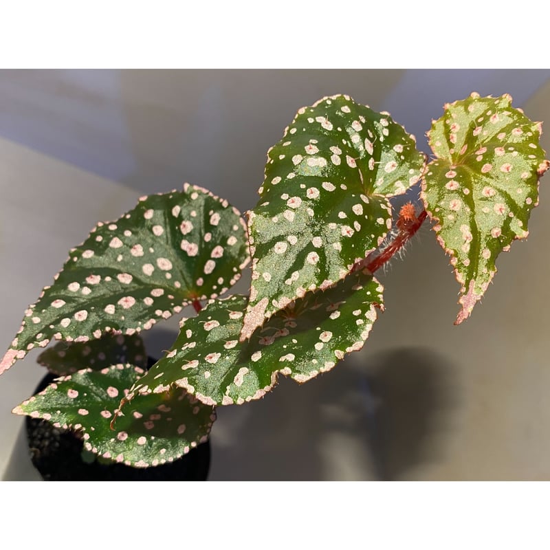 Begonia sp. from Muara Wahau [TB] | M・R・G・R