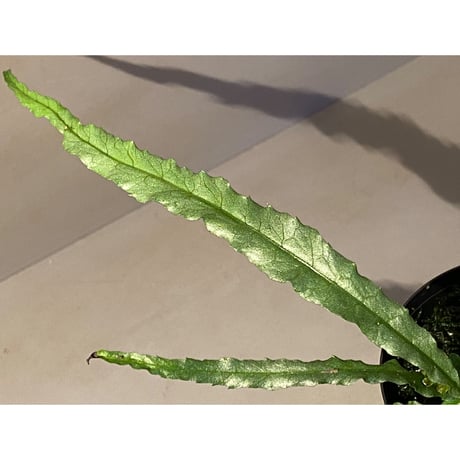 Microsorum sp. Short Dragon Tail