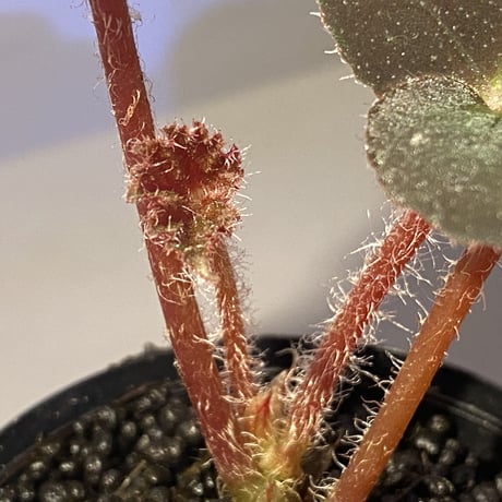 Begonia sp. from Cao Bang [YH251019] TK