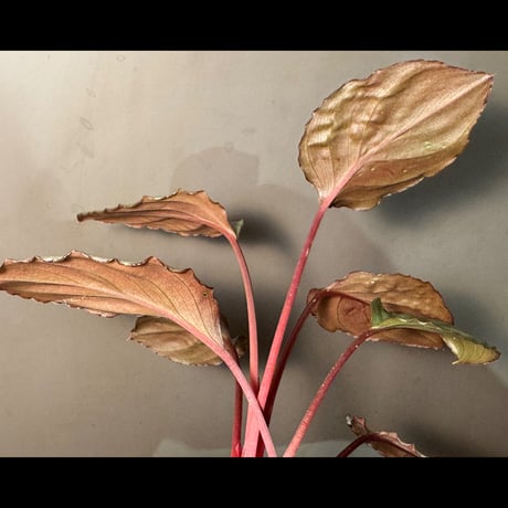 Homalomena sp. "Platinum Velvet" from Kepulauan Riau [KN]