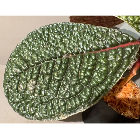 Ardisia sp. ''Snake Skin" from Kapuas hulu West Kalimantan