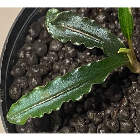 Bucephalandra sp. "MEDUSA"