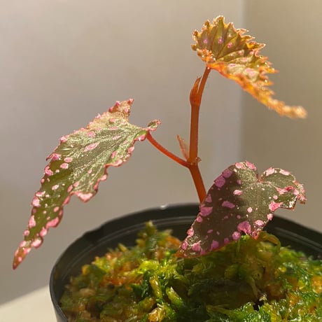 Begonia gracilicyma from Sumatera Barat [TB]