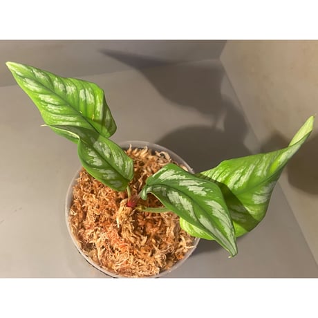 Homalomena sp. from Riau sumatera [LA1119-02]