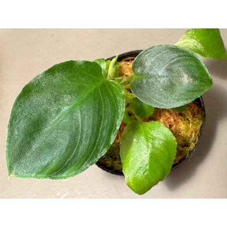 Schismatoglottis sp. from Bau Sarawak