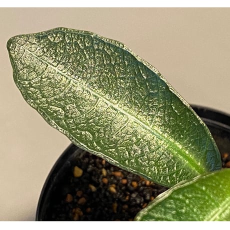 Ophiorrhiza sp. from Sanggau