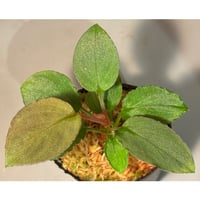 Homalomena sp. from Solok sumatera [LA0616-03]