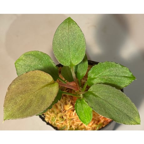 Homalomena sp. from Solok sumatera [LA0616-03]