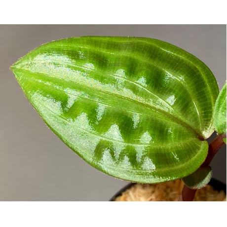 Geogenanthus undatus from Tarapoto Peru [tanakay]