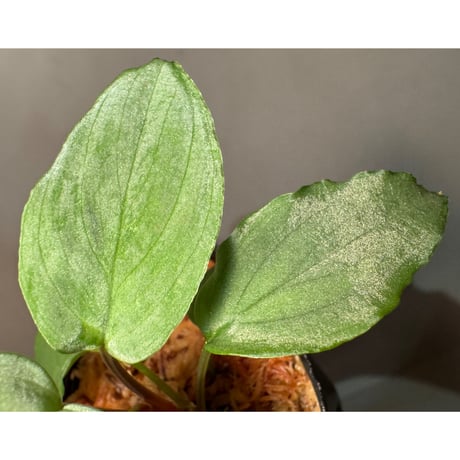 Homalomena sp. "Shirogane" SGR from Pulau Linga [HW1017-XX]