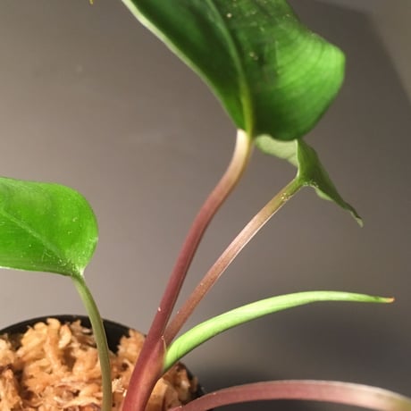Schismatoglottis sp. from Padang Sumatera