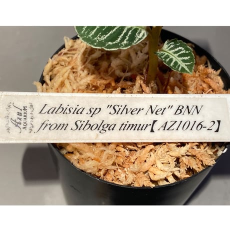 (タグ付き) Labisia sp. " Silver Net" BNN from Sibolga timur [AZ1016-2]