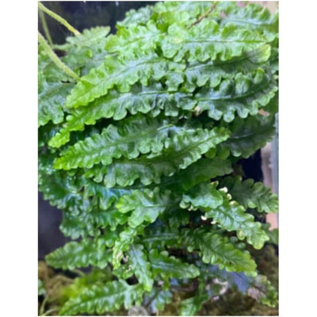 Teratophyllum sp. from Sibolga Timur [HW1017-03]