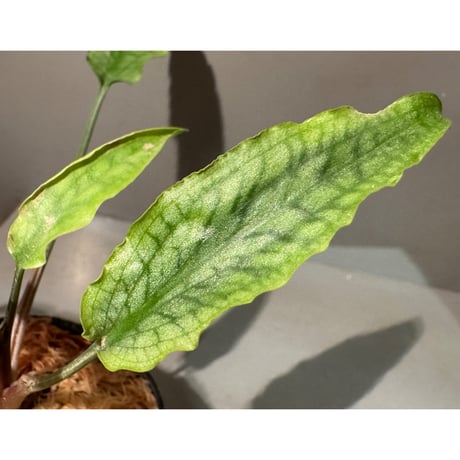 Cryptocoryne joshanii from Basilan island philippines [LA]