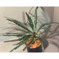 大株) Josefia intricata (旧Aridarum perisai) from