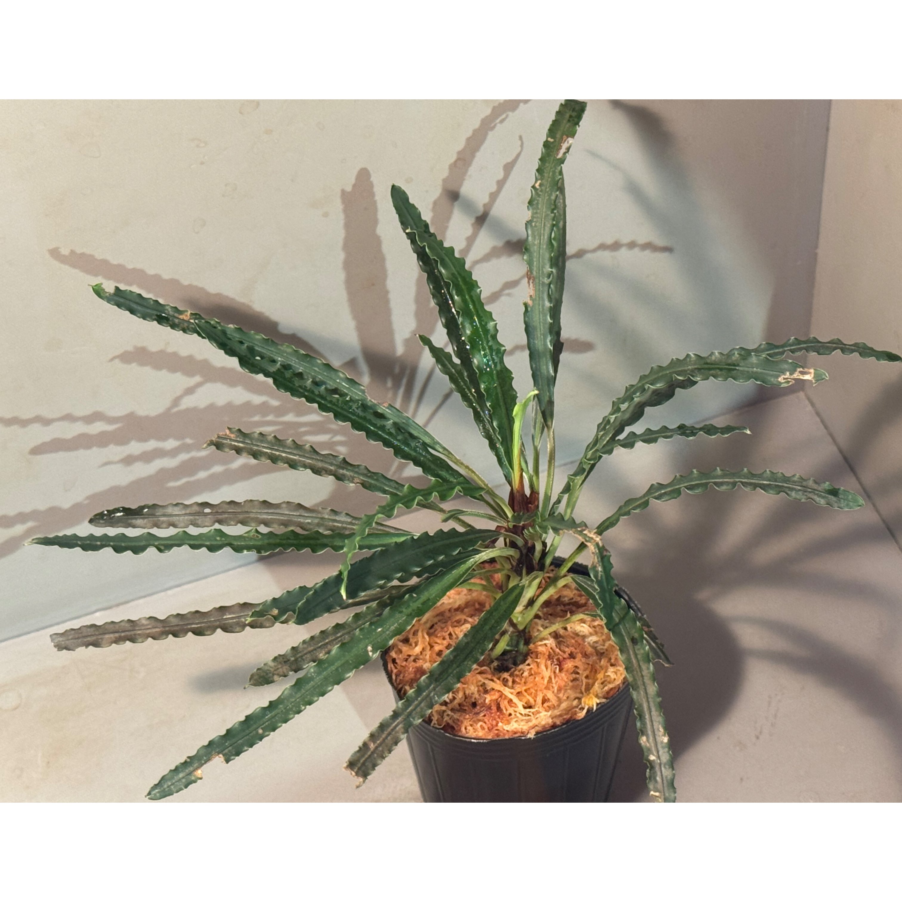 Fenestratarum mulyadii from East Kalimantan | M