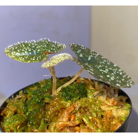 Begonia sp. from Trat Thailand